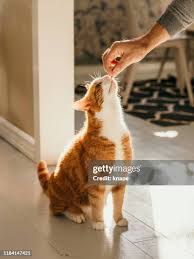 Cat Treats
