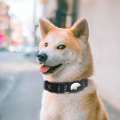 Dog Collars