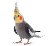 Bird Food - Cockatiel