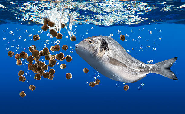 Fish Food
