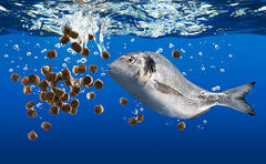 Fish Food