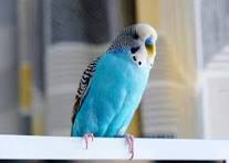Bird Food - Parakeet