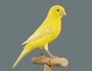 Bird Food - Canary