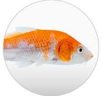 Fish Supplies