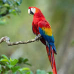 Bird Food - Parrot