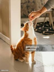 Cat Treats