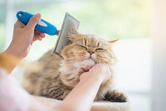 Cat Care & Grooming
