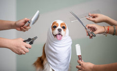 Dog Grooming and Care