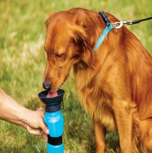 Dog drinking water from a blue portable water bottle in a grassy area