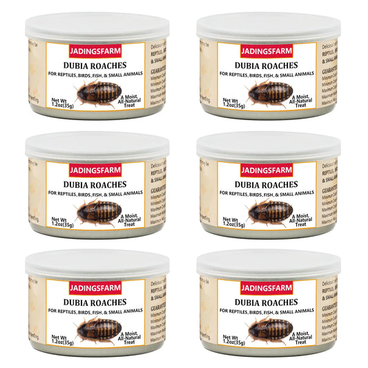 JADINGSFARM 6 Pack Canned Dubia Roaches for Reptiles Fish Birds and Small Animals Dubia Roaches Healthy High Protein Treat Reptile Bird Fish Food 7.2 Ounces Total