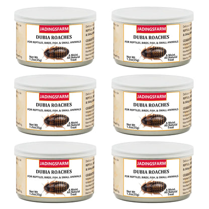 JADINGSFARM 6 Pack Canned Dubia Roaches for Reptiles Fish Birds and Small Animals Dubia Roaches Healthy High Protein Treat Reptile Bird Fish Food 7.2 Ounces Total